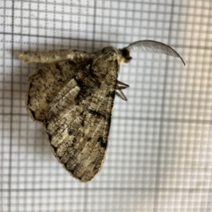 Unplaced externaria at Jerrabomberra Wetlands - 25 Mar 2023