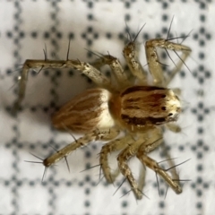 Oxyopes sp. (genus) (Lynx spider) at Fyshwick, ACT - 25 Mar 2023 by Hejor1