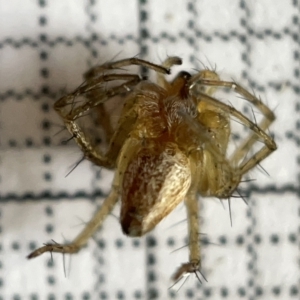 Oxyopes sp. (genus) at Fyshwick, ACT - 25 Mar 2023