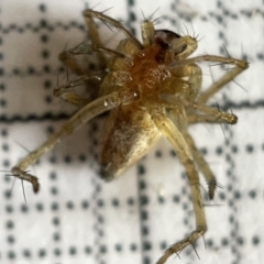 Oxyopes sp. (genus) at Fyshwick, ACT - 25 Mar 2023