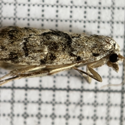 Pherechoa crypsichlora (Hypeninae) at Fyshwick, ACT - 25 Mar 2023 by Hejor1