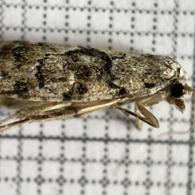 Unidentified Pyralid or Snout Moth (Pyralidae & Crambidae) at Fyshwick, ACT - 25 Mar 2023 by Hejor1