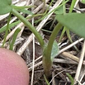 Rumex acetosella (TBC) at suppressed by lbradley