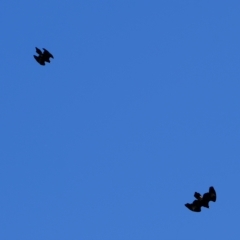 Aquila audax (Wedge-tailed Eagle) at Molonglo Valley, ACT - 30 Mar 2023 by Kurt