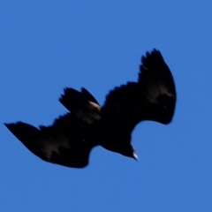 Aquila audax at Molonglo Valley, ACT - 30 Mar 2023