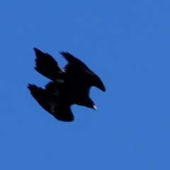 Aquila audax at Molonglo Valley, ACT - 30 Mar 2023