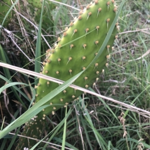 Opuntia puberula at Belconnen, ACT - 30 Mar 2023 05:39 PM