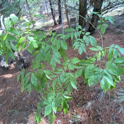 Fraxinus sp. (An Ash) at Isaacs Ridge and Nearby - 28 Mar 2023 by Steve_Bok