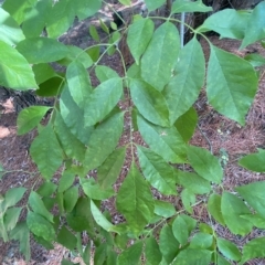 Fraxinus sp. at Isaacs, ACT - 28 Mar 2023 11:15 AM