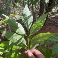 Fraxinus sp. at Isaacs, ACT - 28 Mar 2023