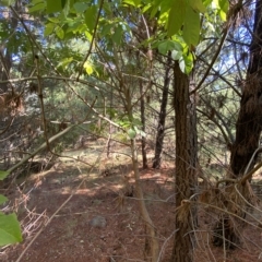 Fraxinus sp. at Isaacs, ACT - 28 Mar 2023 11:15 AM