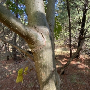 Fraxinus sp. at Isaacs, ACT - 28 Mar 2023 11:15 AM