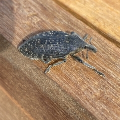 Larinus latus (Onopordum seed weevil) at Molonglo Valley, ACT - 29 Mar 2023 by Steve_Bok