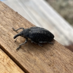 Larinus latus at Molonglo Valley, ACT - suppressed