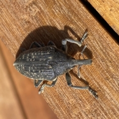 Larinus latus at Molonglo Valley, ACT - suppressed