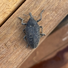 Larinus latus at Molonglo Valley, ACT - suppressed