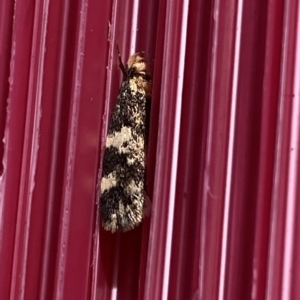 Sphyrelata amotella at Molonglo Valley, ACT - 30 Mar 2023