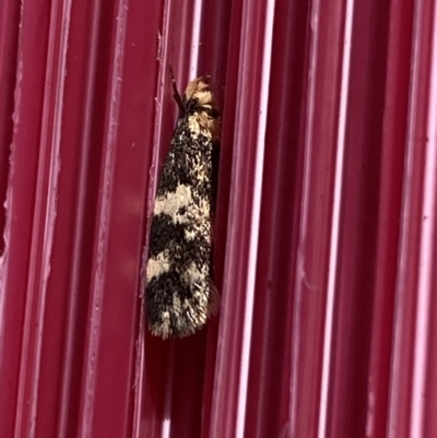 Sphyrelata amotella (A Concealer moth (Barea Group) at Molonglo Valley, ACT - 30 Mar 2023 by SteveBorkowskis