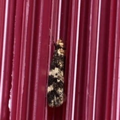 Sphyrelata amotella at Molonglo Valley, ACT - 30 Mar 2023