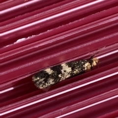 Sphyrelata amotella at Molonglo Valley, ACT - 30 Mar 2023