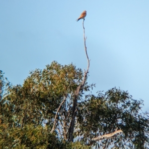 Falco cenchroides at Gelston Park, NSW - suppressed