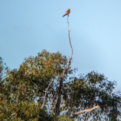 Falco cenchroides (Nankeen Kestrel) at Gelston Park, NSW - 29 Mar 2023 by Darcy