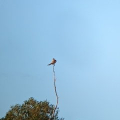 Falco cenchroides at Gelston Park, NSW - suppressed