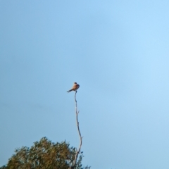 Falco cenchroides at suppressed - 30 Mar 2023