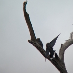 Artamus cyanopterus at Gelston Park, NSW - suppressed