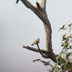 Aphelocephala leucopsis at Gelston Park, NSW - suppressed