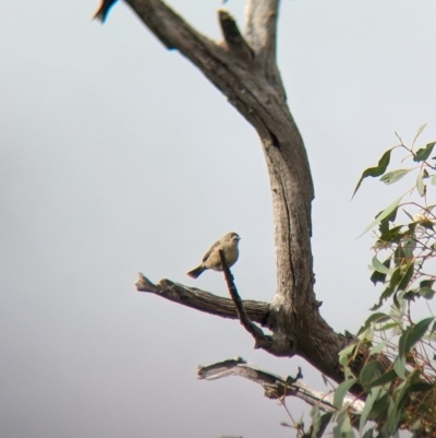 Aphelocephala leucopsis (Southern Whiteface) at Gelston Park, NSW - 30 Mar 2023 by Darcy