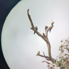Aphelocephala leucopsis at suppressed - 30 Mar 2023
