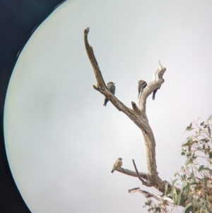 Aphelocephala leucopsis at Gelston Park, NSW - suppressed