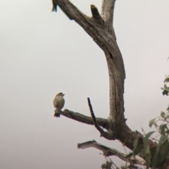 Aphelocephala leucopsis at Gelston Park, NSW - suppressed