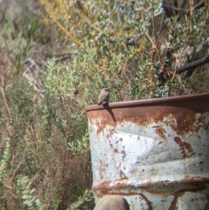 Stagonopleura guttata at Gelston Park, NSW - suppressed