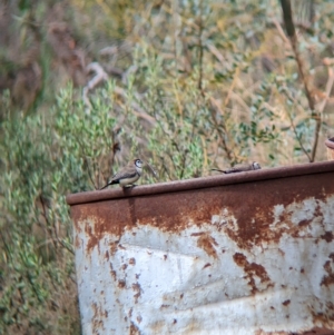 Stizoptera bichenovii at Gelston Park, NSW - 30 Mar 2023