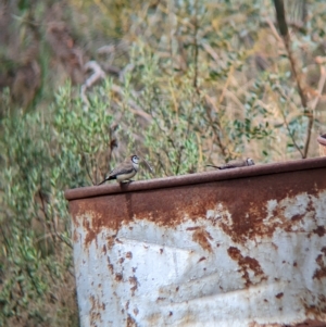 Stizoptera bichenovii at Gelston Park, NSW - suppressed