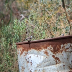 Stizoptera bichenovii at Gelston Park, NSW - 30 Mar 2023