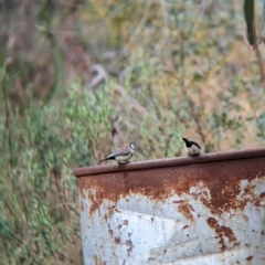 Stizoptera bichenovii at Gelston Park, NSW - suppressed