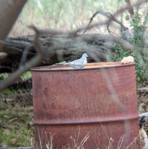 Geopelia placida at Gelston Park, NSW - 30 Mar 2023