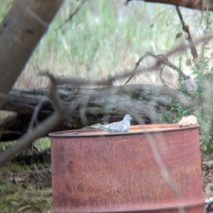 Geopelia placida at Gelston Park, NSW - 30 Mar 2023