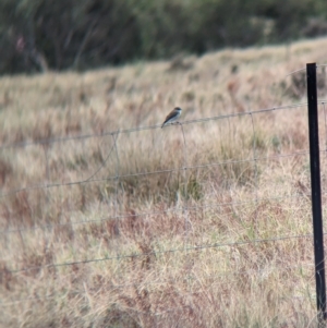 Microeca fascinans at Gelston Park, NSW - 30 Mar 2023