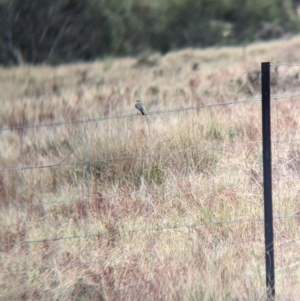 Microeca fascinans at Gelston Park, NSW - 30 Mar 2023