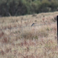 Microeca fascinans at Gelston Park, NSW - 30 Mar 2023