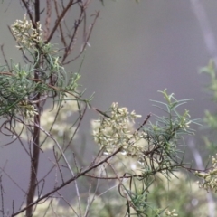 Cassinia quinquefaria (Rosemary Cassinia) at Pine Island to Point Hut - 27 Mar 2023 by RodDeb