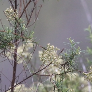 Cassinia quinquefaria at Greenway, ACT - 27 Mar 2023 11:41 AM