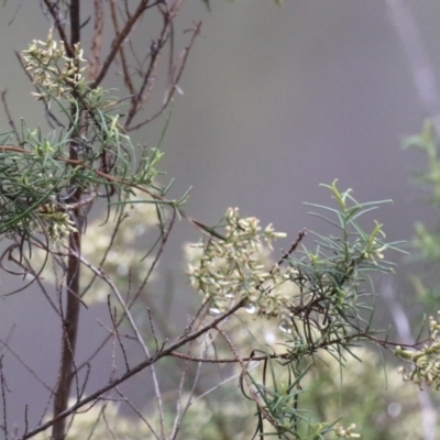 Cassinia quinquefaria (Rosemary Cassinia) at Pine Island to Point Hut - 27 Mar 2023 by RodDeb