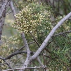 Cassinia quinquefaria at Greenway, ACT - 27 Mar 2023 11:41 AM