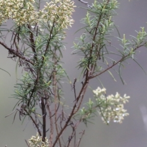 Cassinia quinquefaria at Greenway, ACT - 27 Mar 2023