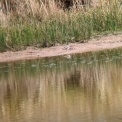 Charadrius melanops (Black-fronted Dotterel) at Gelston Park, NSW - 30 Mar 2023 by Darcy